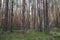 Filled frame shot of endless rows of conifer pine trees trunks in a deep forest with broken branches, dry dead leaves and bright