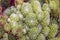 Filled frame top view close up background wallpaper macro shot of a bunch of bright green sempervivum arachnoideum cobweb