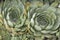 Filled frame top view close up background wallpaper macro shot of two rosettes of pale green sempervivum tectorum common