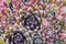 Filled frame top view close up macro background wallpaper shot of a bunch of purple, red, pink sempervivum arachnoideum cobweb