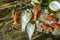 Filled glass with foamy beer, salted and dried carp with red cancers