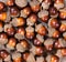 Filled layout of autumn acorn decorations