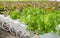 Fillie Iceburg leaf lettuce vegetables plantation