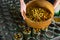 Filling glass jars with olives for pickling