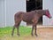 Filly Standing on Dandelions