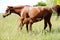 Filly suckling horse milk on summer meadow