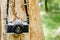 Film camera hanging on a tree