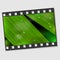 Film frame with macro leaf