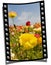 Filmstrip Frame