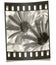 Filmstrip Negative - Flower Macro