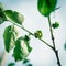 Filtered image blossom yellow persimmon flower and young leaves on tree branch against cloud blue sky