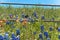 Filtered image Indian Paintbrush and Bluebonnet blooming along old metal fence