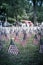 Filtered image lawn American flags with blurry row of people carry fallen soldiers banners parade