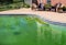 Filthy backyard swimming pool and patio