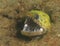 Fimbriated moray