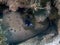 Fimbriated Moray Eel Gymnothorax fimbriatus