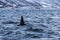 Fin of male Killer whale TromsÃ¸