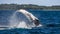 The fin splashing humpback whale. Madagascar. St. Mary`s Island.