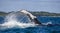 The fin splashing humpback whale. Madagascar. St. Mary`s Island.