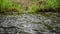 Fin Of Trout Swimming Up Stream