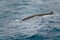 Fin whale back or finback whale swimming in  in clear water of South Atlantic Ocean, Antarctica at dawn.