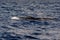 Fin Whale endangered specie rare to see