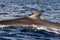 Fin Whale endangered specie rare to see