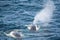 Fin whale, finback whale, common rorqual, herring whale, rarzore back whale, blowing out of blowholes