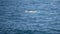 Fin whale, finback whale, common rorqual, herring whale, rarzore back whale, swimming in Southern Ocean, Antarctica