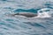 Fin whale, finback whale, common rorqual, herring whale, rarzore back whales, swimming in Southern Ocean