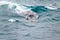 Fin whale or finback whale showing blowhole with braking wave in clear water of South Atlantic Ocean, Antarctica at dawn.