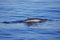 Fin Whale Surfacing