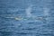 Fin whales, finback whales, common rorqual, herring whales, rarzore back whales, swimming in Southern Ocean