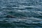 Fin whales seen off of Cape Cod whale watching tour