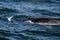 Fin whales seen off of Cape Cod whale watching tour