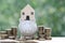 Finance, Model house with piggy bank and stack of coins money on natural green background,Business investment and real estate