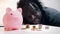 Financial decision, investments and savings. African american man looking into the coins in front of the piggy bank.