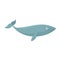 Finback whale icon, flat style