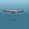 Finback whale vector realistic flat illustration