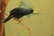 The finch-billed myna