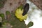 Finch Bird on Cactus Flower