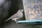 Finch at Bird feeder