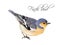 Finch bird illustration