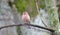 Finch bird on tree branch