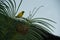 Finch Bird Yellow Green Wild Animal Zanzibar