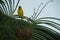 Finch Bird Yellow Green Wild Animal Zanzibar