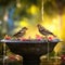 Finch birds in birdbath in