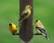 Finch Birds at Feeder