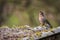 A finch, a bright bird, stands and sings on a wavy roof. City birds. Blurred background. Wildlife. Spring.