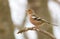 Finch, chaffinch, fringilla. Bird in the forest sits on a branch